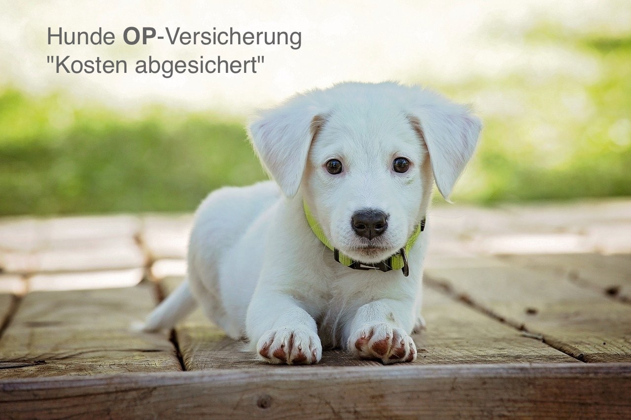 AXA Versicherung Neu-Isenburg Frank Reinhart Hunde OP-Versicherung